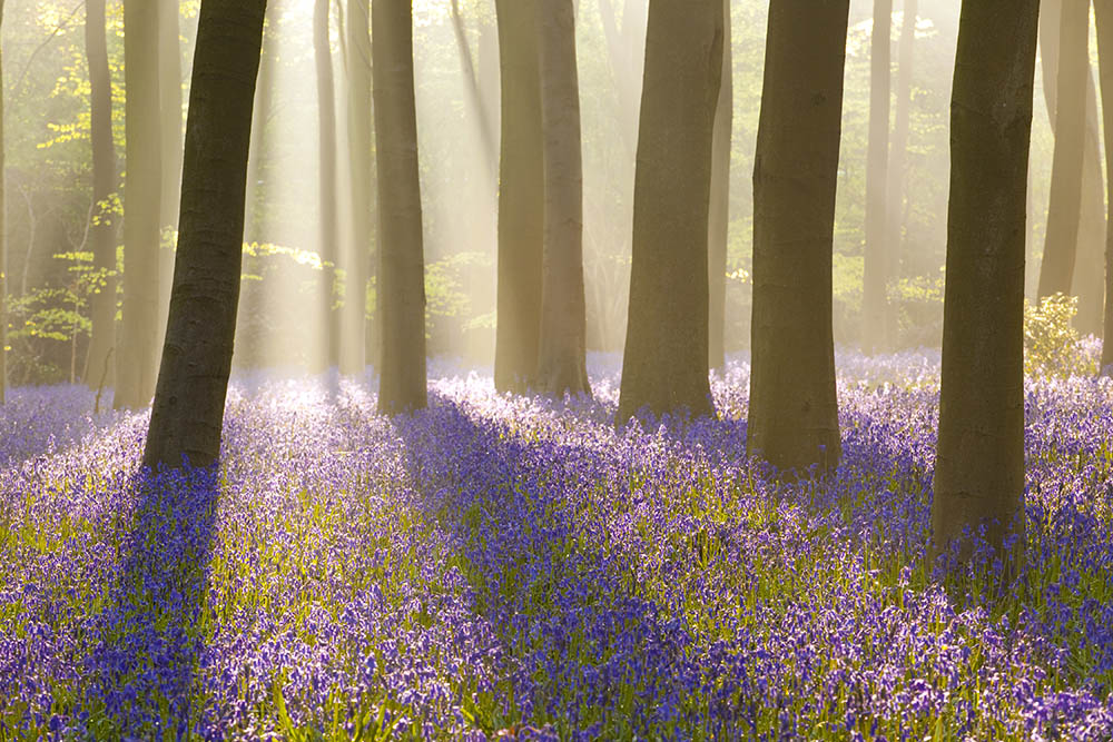 A serene image of a forest of trees and lilac